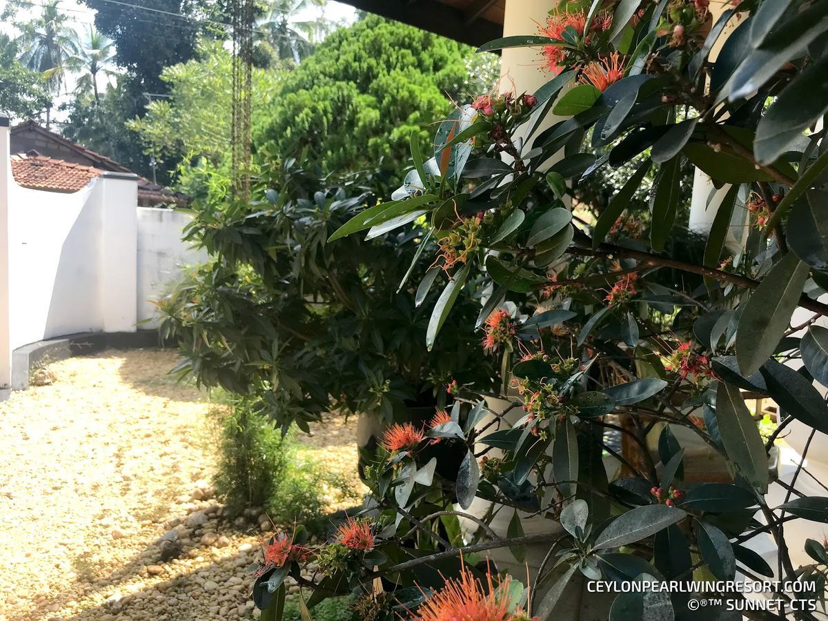 Ceylon Pearlwing Resort Негомбо Экстерьер фото