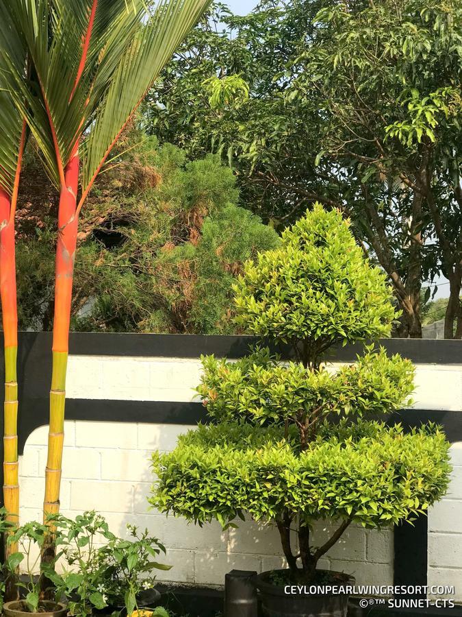 Ceylon Pearlwing Resort Негомбо Экстерьер фото